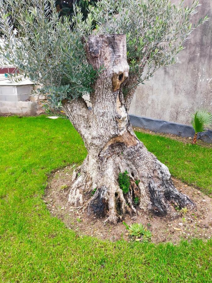 Casinha Do Rio Βίλα Soure Εξωτερικό φωτογραφία